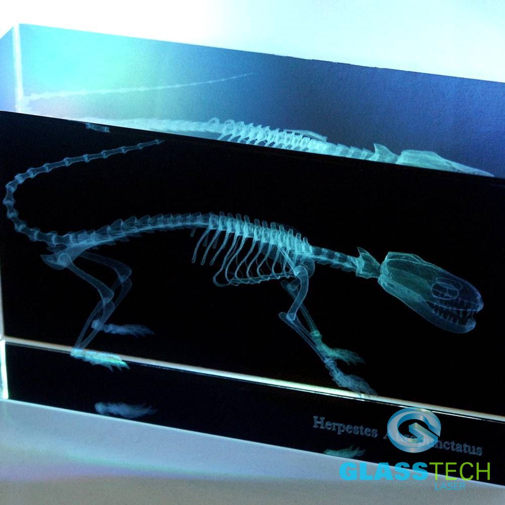 Skeleton of  lizard in cuboid with black background